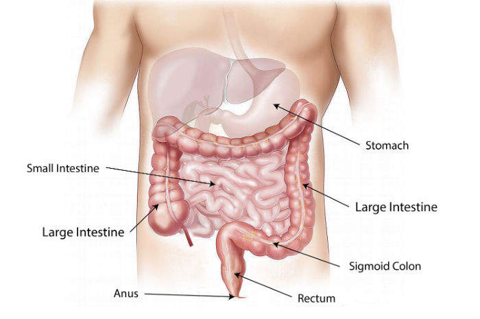 intestino