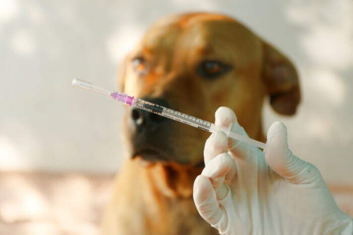 vaccino rabbia cane